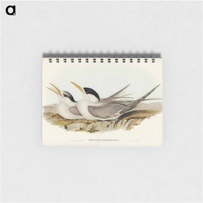 アートメモ帳-Bass's Straits' Tern
 - オーストラリアの鳥 Memo.