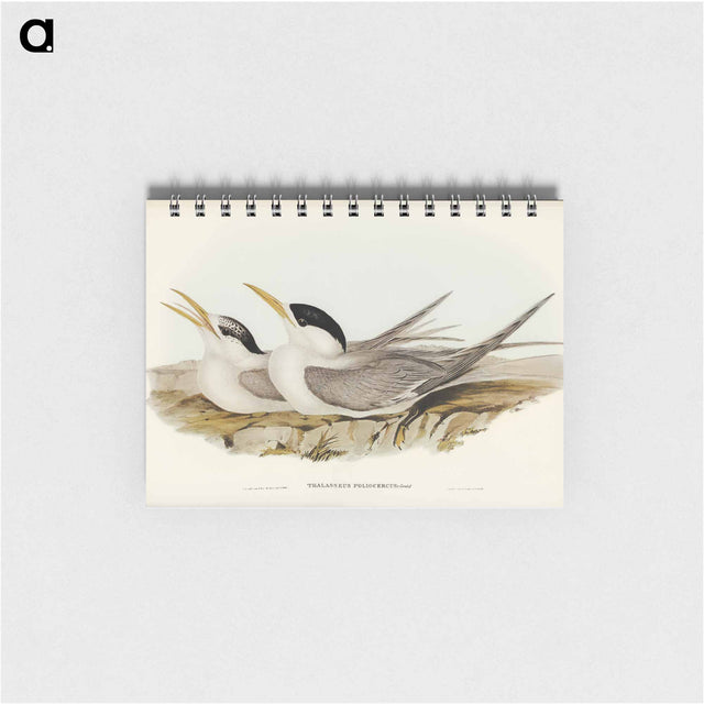 アートメモ帳-Bass's Straits' Tern
 - オーストラリアの鳥 Memo.