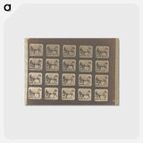 アートポストカード-Trotting
 - エドワード マイブリッジ Postcard.