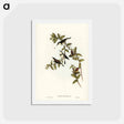 アートポストカード-Banded Honey-eater
 - ジョン グールド Postcard.