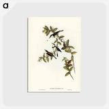 アートポストカード-Banded Honey-eater
 - ジョン グールド Postcard.