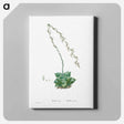 アートパネル-Aloe Retusa (Star Cactus) - ピエール ジョゼフ ルドゥーテ Canvas.