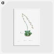 アートポストカード-Aloe Retusa (Star Cactus) - ピエール ジョゼフ ルドゥーテ Postcard.