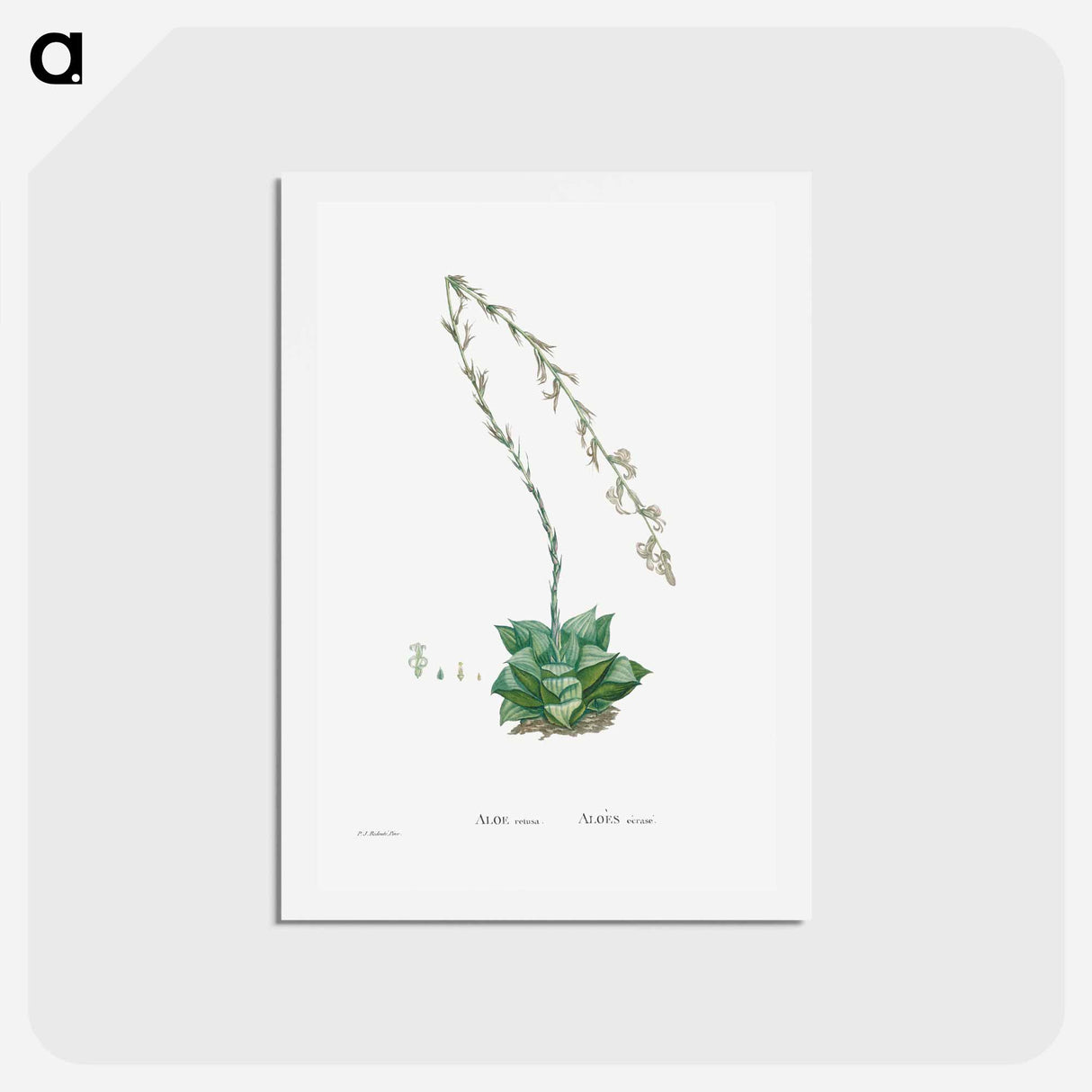 アートポストカード-Aloe Retusa (Star Cactus) - ピエール ジョゼフ ルドゥーテ Postcard.