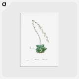 アートポストカード-Aloe Retusa (Star Cactus) - ピエール ジョゼフ ルドゥーテ Postcard.