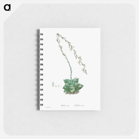 アートメモ帳-Aloe Retusa (Star Cactus) - ピエール ジョゼフ ルドゥーテ Memo.