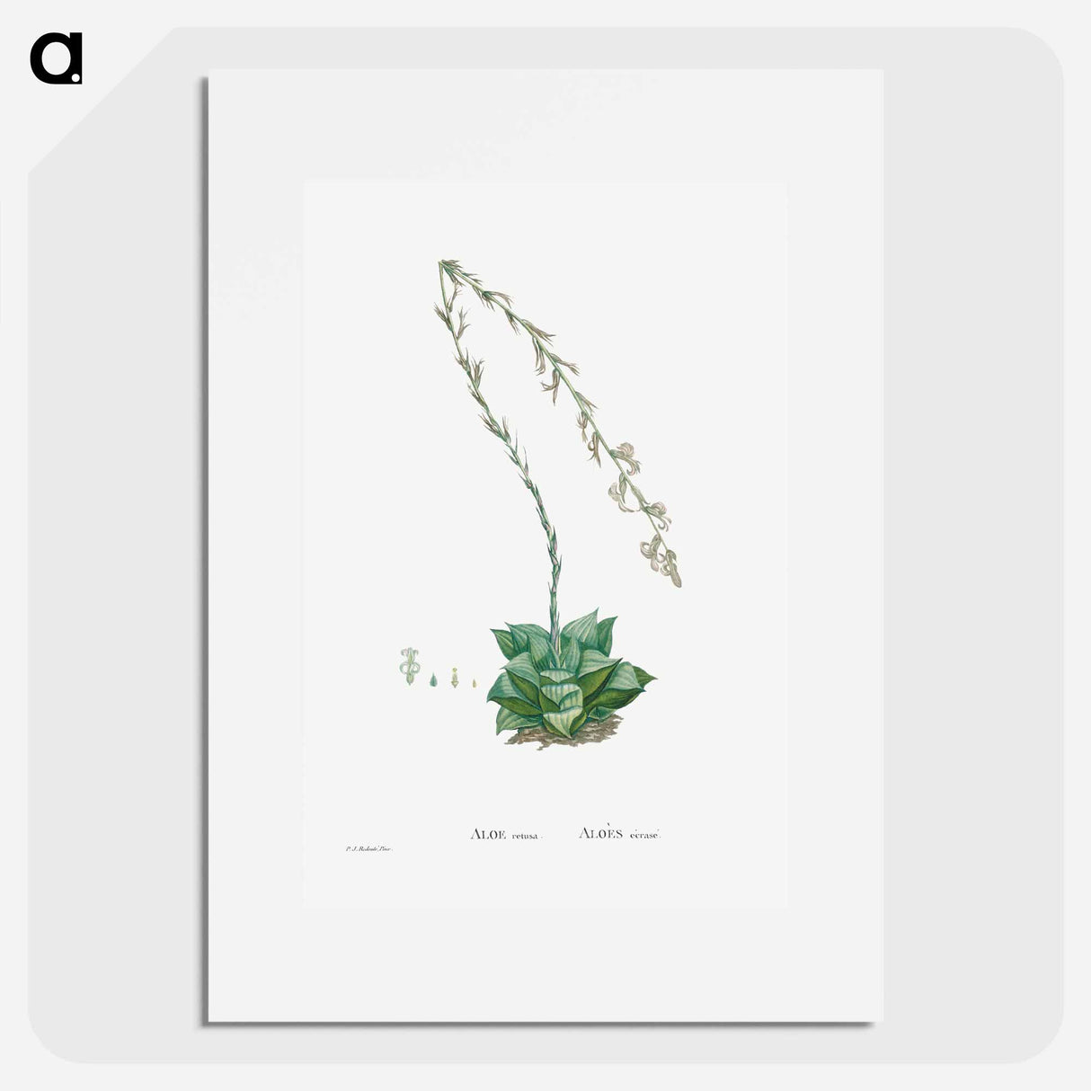 Aloe Retusa (Star Cactus) - ピエール ジョゼフ ルドゥーテ Poster.