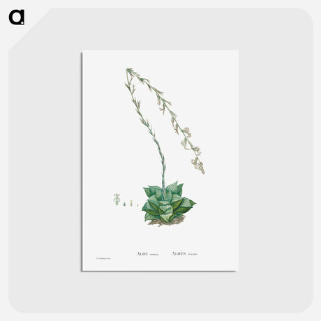 アートポストカード-Aloe Retusa (Star Cactus) - ピエール ジョゼフ ルドゥーテ Postcard.