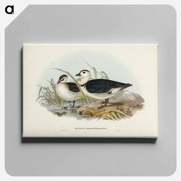 Pygmy Goose
 - オーストラリアの鳥 Canvas.