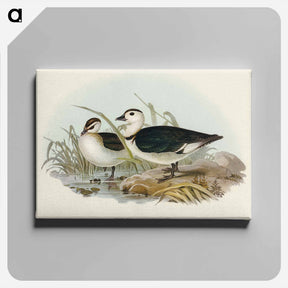 アートパネル-Pygmy Goose
 - オーストラリアの鳥 Canvas.