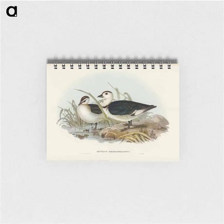 アートメモ帳-Pygmy Goose
 - オーストラリアの鳥 Memo.