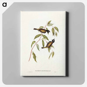 アートパネル-Black-headed Honey-eater
 - ジョン グールド Canvas.