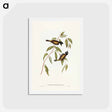 アートポストカード-Black-headed Honey-eater
 - ジョン グールド Postcard.