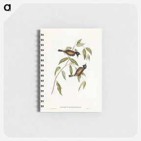 アートメモ帳-Black-headed Honey-eater
 - ジョン グールド Memo.