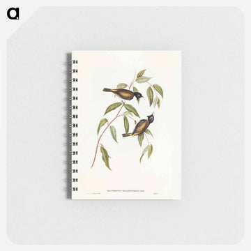 Black-headed Honey-eater
 - ジョン グールド Memo.