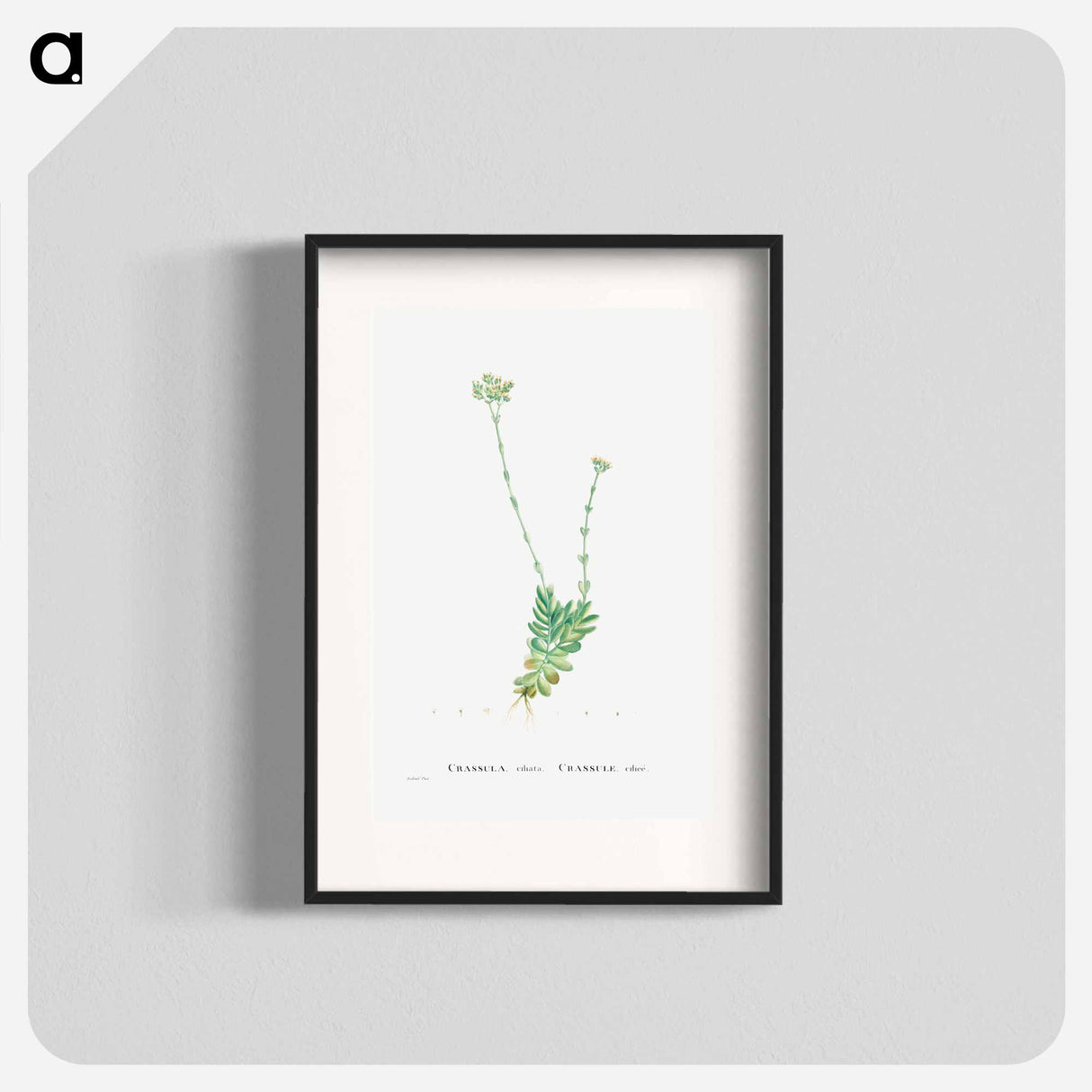 Crassula Cilliata (Pigmyweeds) - Pierre Joseph Redouté Poster.