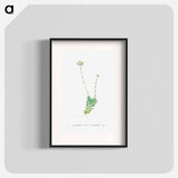 Crassula Cilliata (Pigmyweeds) - Pierre Joseph Redouté Poster.
