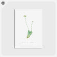 アートポストカード-Crassula Cilliata (Pigmyweeds) - ピエール ジョゼフ ルドゥーテ Postcard.