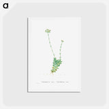 アートポストカード-Crassula Cilliata (Pigmyweeds) - ピエール ジョゼフ ルドゥーテ Postcard.