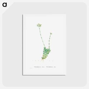 アートポストカード-Crassula Cilliata (Pigmyweeds) - ピエール ジョゼフ ルドゥーテ Postcard.