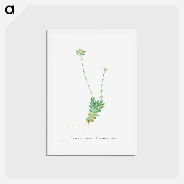 アートポストカード-Crassula Cilliata (Pigmyweeds) - ピエール ジョゼフ ルドゥーテ Postcard.
