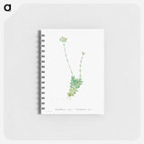 Crassula Cilliata (Pigmyweeds) - ピエール ジョゼフ ルドゥーテ Memo.