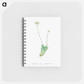 アートメモ帳-Crassula Cilliata (Pigmyweeds) - ピエール ジョゼフ ルドゥーテ Memo.
