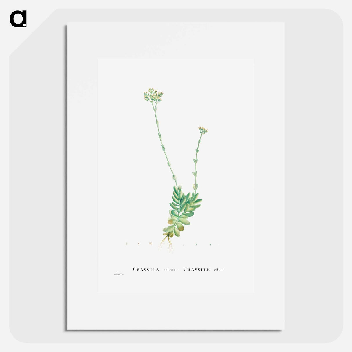 Crassula Cilliata (Pigmyweeds) - Pierre Joseph Redouté Poster.