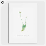 Crassula Cilliata (Pigmyweeds) - Pierre Joseph Redouté Poster.