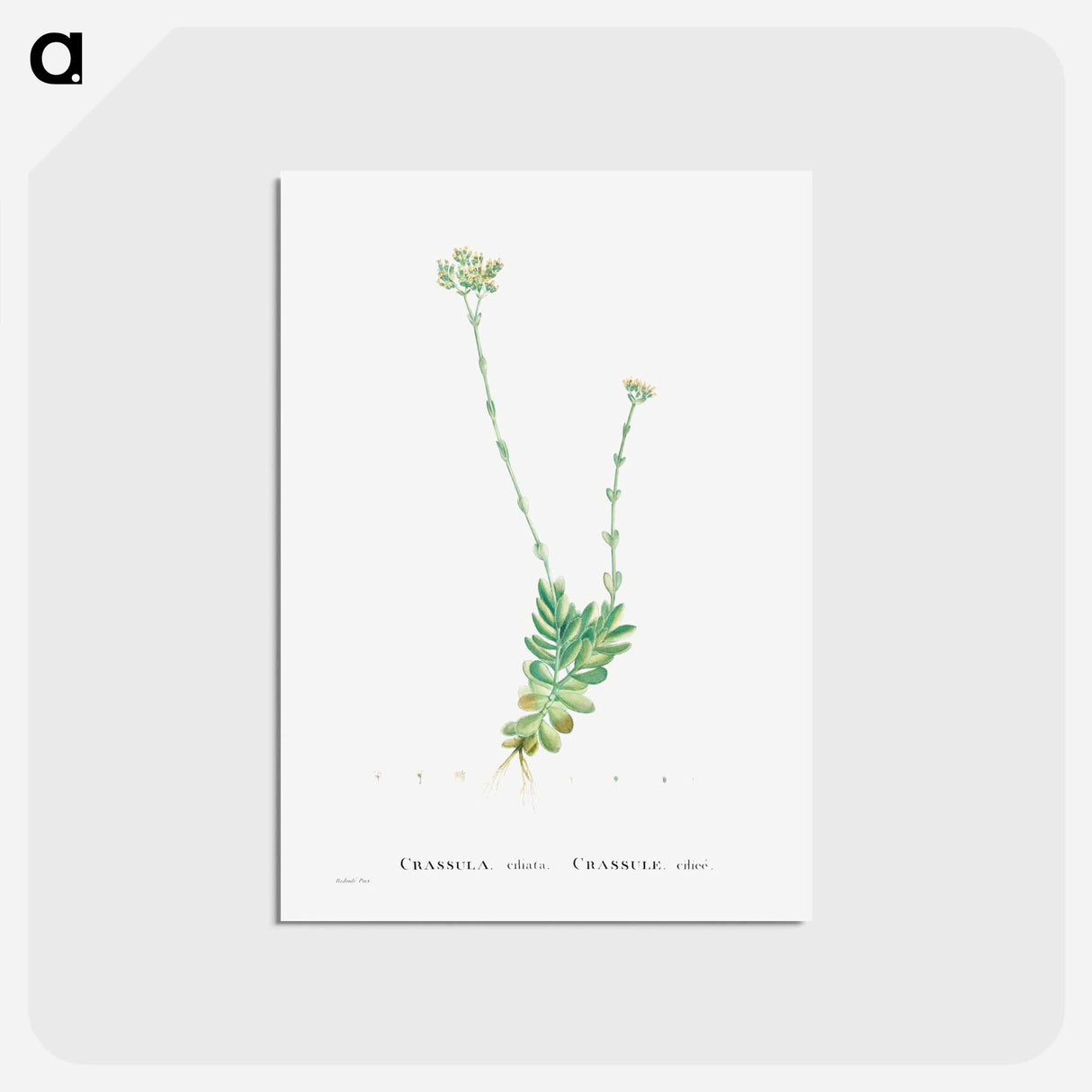 アートポストカード-Crassula Cilliata (Pigmyweeds) - ピエール ジョゼフ ルドゥーテ Postcard.