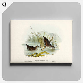 アートパネル-Water Crake
 - オーストラリアの鳥 Canvas.