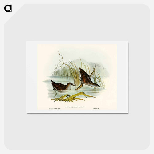 Water Crake
- オーストラリアの鳥 Postcard.