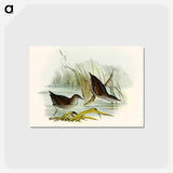 アートポストカード-Water Crake
 - オーストラリアの鳥 Postcard.