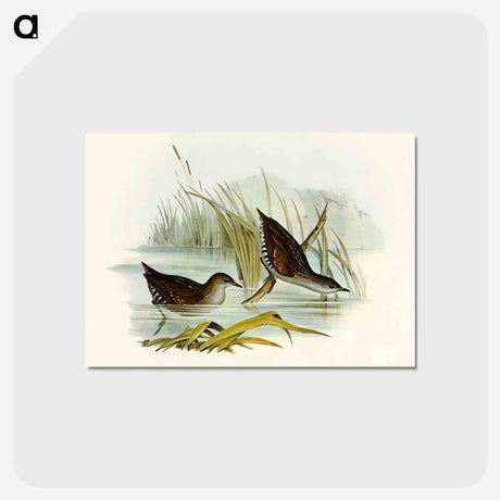 アートポストカード-Water Crake
 - オーストラリアの鳥 Postcard.