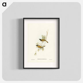 アートポスター-Swan River Honey-eater
 - ジョン グールド Poster.