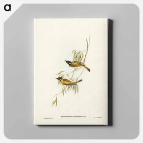 アートパネル-Swan River Honey-eater
 - ジョン グールド Canvas.