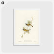 アートポストカード-Swan River Honey-eater
 - ジョン グールド Postcard.