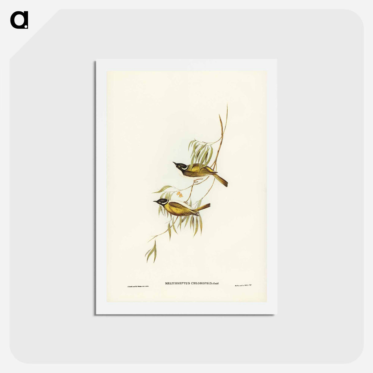 アートポストカード-Swan River Honey-eater
 - ジョン グールド Postcard.