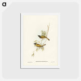 アートポストカード-Swan River Honey-eater
 - ジョン グールド Postcard.