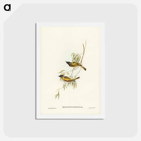 アートポストカード-Swan River Honey-eater
 - ジョン グールド Postcard.