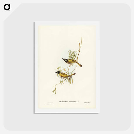 アートポストカード-Swan River Honey-eater
 - ジョン グールド Postcard.
