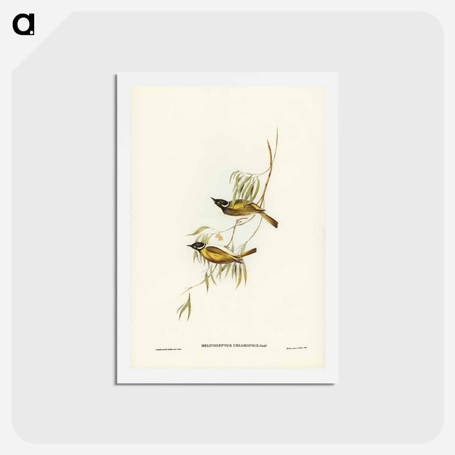 アートポストカード-Swan River Honey-eater
 - ジョン グールド Postcard.