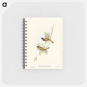 アートメモ帳-Swan River Honey-eater
 - ジョン グールド Memo.