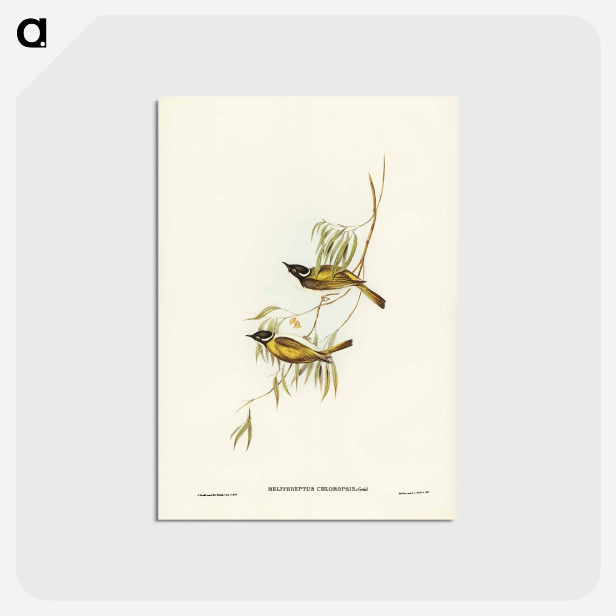 アートポストカード-Swan River Honey-eater
 - ジョン グールド Postcard.