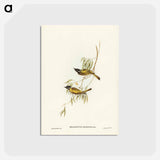 アートポストカード-Swan River Honey-eater
 - ジョン グールド Postcard.