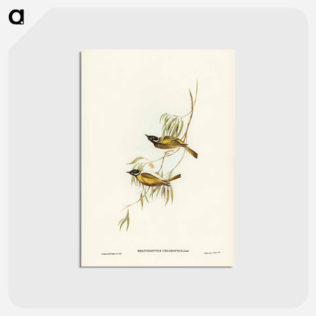 アートポストカード-Swan River Honey-eater
 - ジョン グールド Postcard.