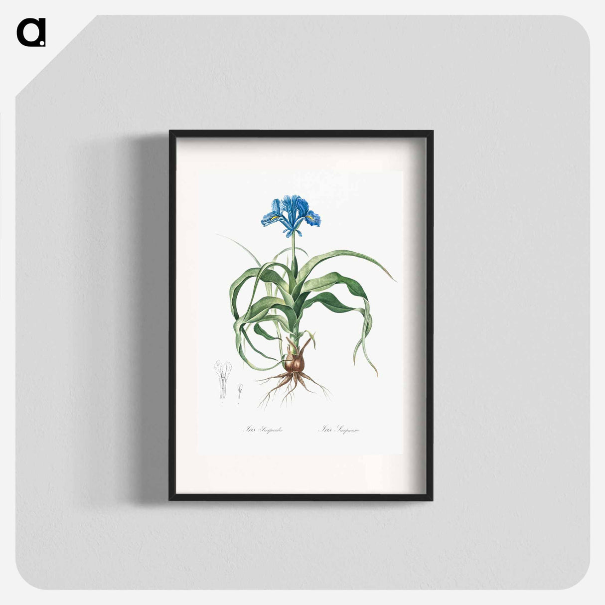 Iris scorpiodes illustration from Les liliacées - Pierre-Joseph Redouté Poster.