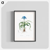 Iris scorpiodes illustration from Les liliacées - Pierre-Joseph Redouté Poster.