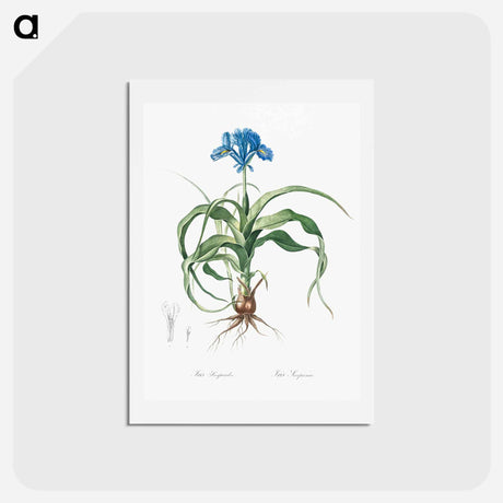 アートポストカード-Iris scorpiodes illustration from Les liliacées - ピエール ジョゼフ ルドゥーテ Postcard.