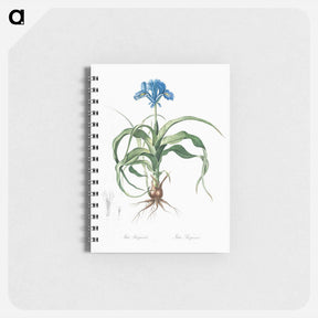 アートメモ帳-Iris scorpiodes illustration from Les liliacées - ピエール ジョゼフ ルドゥーテ Memo.